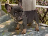 Dakota- Blue Tri Fluffy Carrier , a female French Bulldog for sale in Spokane, WA – Photo 5 of 8
