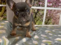 Dakota- Blue Tri Fluffy Carrier , a female French Bulldog for sale in Spokane, WA – Photo 8 of 8