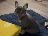 Dakota- Blue Tri Fluffy Carrier , a female French Bulldog for sale in Spokane, WA – Photo 2 of 8