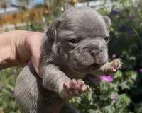 Elena, a female French Bulldog for sale in Spokane, WA – 5 of 10