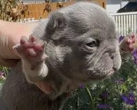 Ezra, a male French Bulldog for sale in Spokane, WA – 7 of 10
