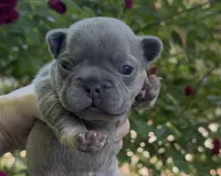 Elena, a female French Bulldog for sale in Spokane, WA – 4 of 10