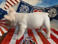Everest - Platinum , a male French Bulldog for sale in Spokane, WA – 2 of 9