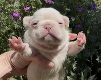 Everest - Platinum , a male French Bulldog for sale in Spokane, WA – 6 of 10