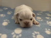 Everest - Platinum , a male French Bulldog for sale in Spokane, WA – 2 of 10