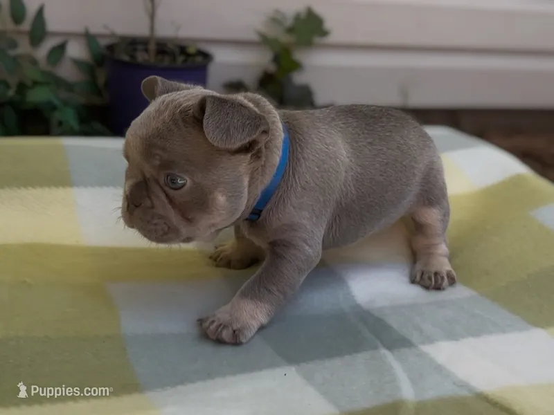 Ethan – French Bulldog puppy for sale in Spokane, WA