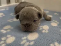 Ethan, a male French Bulldog for sale in Spokane, WA – 2 of 10