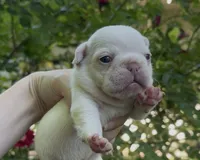 Emmy, a female French Bulldog for sale in Spokane, WA – 6 of 10