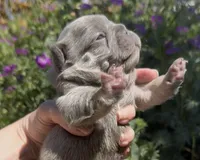 Ethan, a male French Bulldog for sale in Spokane, WA – 7 of 10