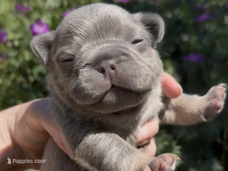 Ethan – French Bulldog puppy for sale in Spokane, WA