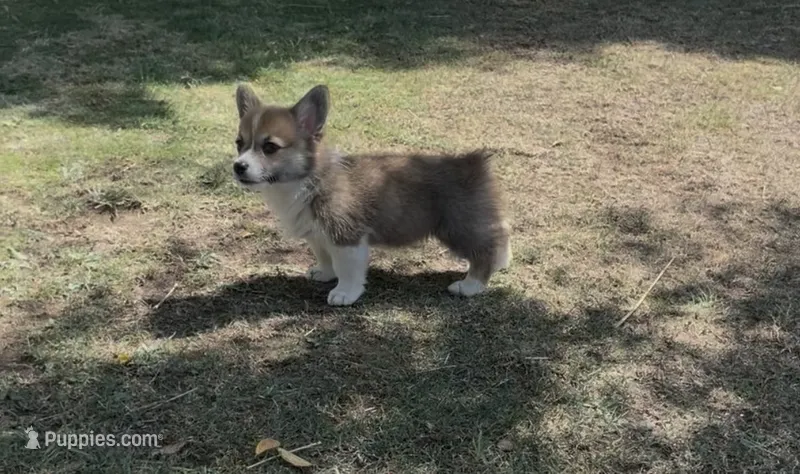 Pembroke Welsh Corgi – Pembroke Welsh Corgi puppy for sale in Bakersfield, CA