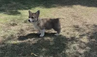 Pembroke Welsh Corgi, a female Pembroke Welsh Corgi for sale in Bakersfield, CA – 1 of 4
