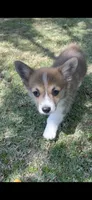Pembroke Welsh Corgi, a female Pembroke Welsh Corgi for sale in Bakersfield, CA – 4 of 4
