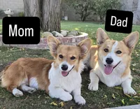 Pembroke Welsh Corgi, a female Pembroke Welsh Corgi for sale in Bakersfield, CA – 2 of 4