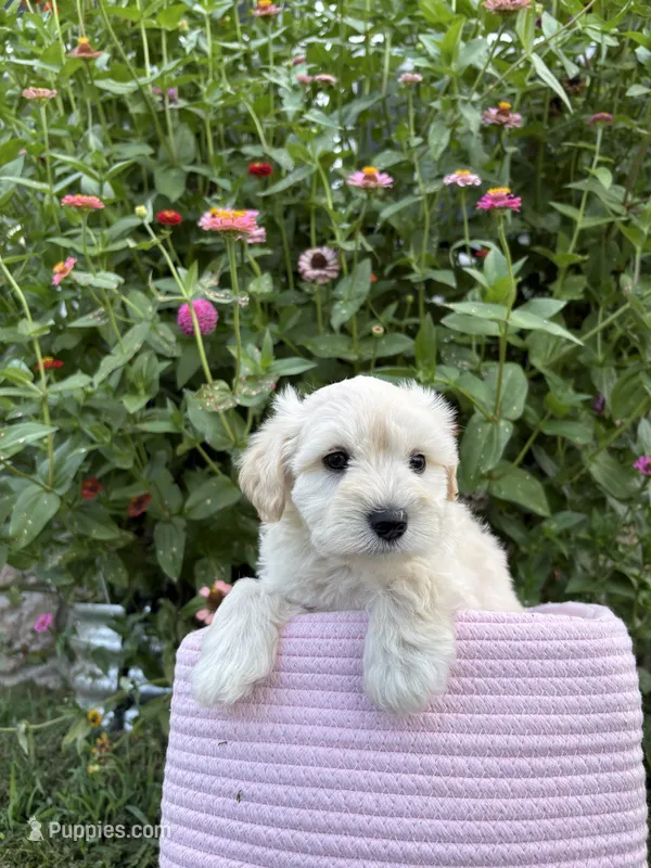 Casper – Miniature Schnauzer puppy for sale in Chattanooga, TN