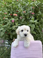Casper, a male Miniature Schnauzer for sale in Chattanooga, TN – 1 of 8