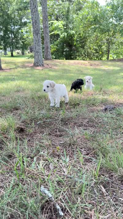 Rue, a female Miniature Schnauzer for sale in Chattanooga, TN – 7 of 8