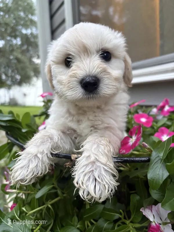 Casper – Miniature Schnauzer puppy for sale in Chattanooga, TN