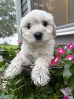 Casper, a male Miniature Schnauzer for sale in Chattanooga, TN – 2 of 8