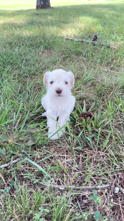 Prim, a female Miniature Schnauzer for sale in Chattanooga, TN – 5 of 6