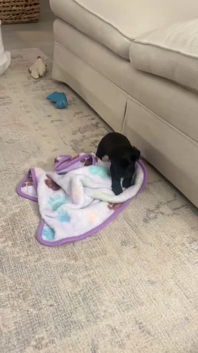 Rue, a female Miniature Schnauzer for sale in Chattanooga, TN – 8 of 8