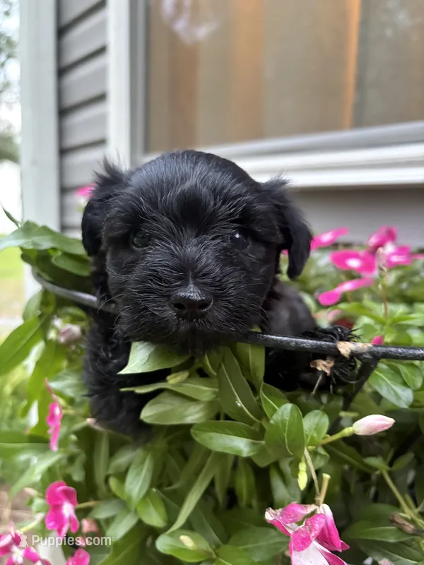Rue – Miniature Schnauzer puppy for sale in Chattanooga, TN