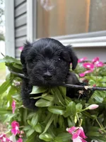 Rue, a female Miniature Schnauzer for sale in Chattanooga, TN – 2 of 10