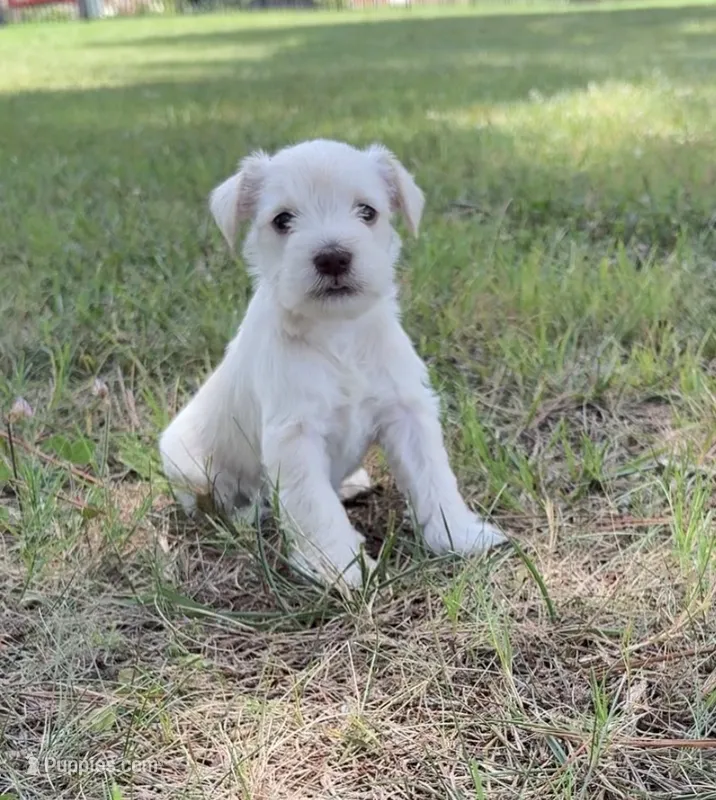 Prim – Miniature Schnauzer puppy for sale in Chattanooga, TN