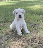 Prim, a female Miniature Schnauzer for sale in Chattanooga, TN – 1 of 6