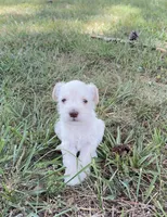 Prim, a female Miniature Schnauzer for sale in Chattanooga, TN – 3 of 6