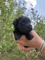 Rue, a female Miniature Schnauzer for sale in Chattanooga, TN – 2 of 8