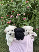 Rue, a female Miniature Schnauzer for sale in Chattanooga, TN – 7 of 10