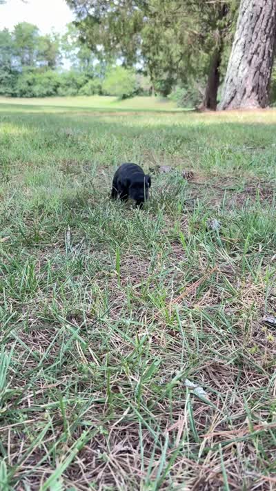 Rue, a female Miniature Schnauzer for sale in Chattanooga, TN – 6 of 8