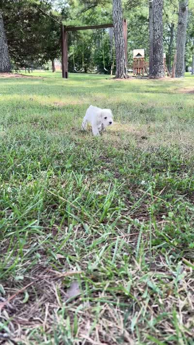 Prim, a female Miniature Schnauzer for sale in Chattanooga, TN – 6 of 6