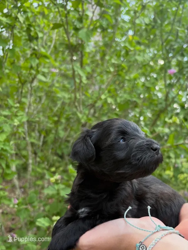 Rue – Miniature Schnauzer puppy for sale in Chattanooga, TN