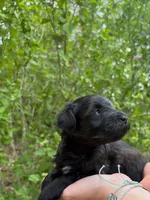 Rue, a female Miniature Schnauzer for sale in Chattanooga, TN – 1 of 8