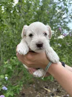 Prim, a female Miniature Schnauzer for sale in Chattanooga, TN – 4 of 6