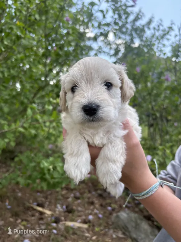 Casper – Miniature Schnauzer puppy for sale in Chattanooga, TN