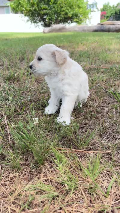 Casper, a male Miniature Schnauzer for sale in Chattanooga, TN – 5 of 6