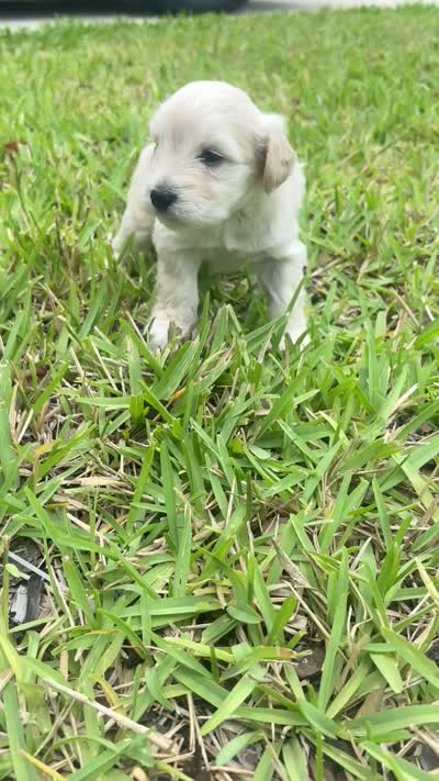 Casper, a male Miniature Schnauzer for sale in Chattanooga, TN – 6 of 6