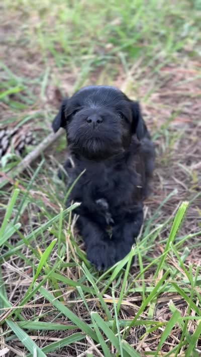 Rue, a female Miniature Schnauzer for sale in Chattanooga, TN – 4 of 8
