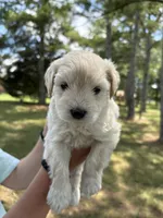 Casper, a male Miniature Schnauzer for sale in Chattanooga, TN – 3 of 6
