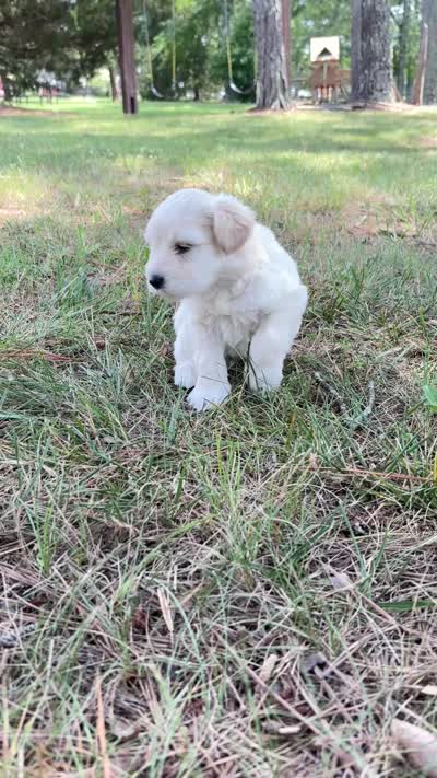 Casper, a male Miniature Schnauzer for sale in Chattanooga, TN – 4 of 6