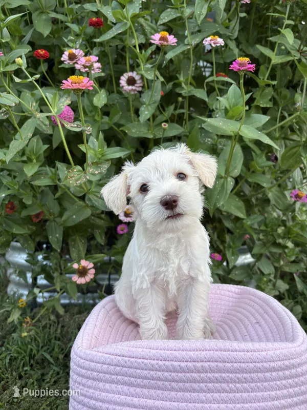 Prim – Miniature Schnauzer puppy for sale in Chattanooga, TN