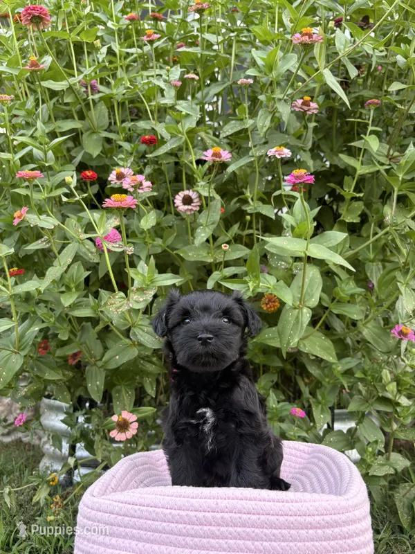 Rue – Miniature Schnauzer puppy for sale in Chattanooga, TN