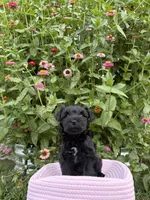 Rue, a female Miniature Schnauzer for sale in Chattanooga, TN – 1 of 10