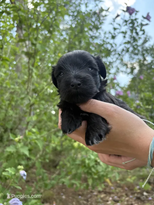 Rue – Miniature Schnauzer puppy for sale in Chattanooga, TN