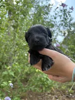 Rue, a female Miniature Schnauzer for sale in Chattanooga, TN – 3 of 8