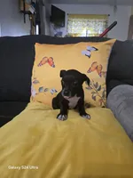 Chihuahua 3, a female Chihuahua for sale in Bradenton, FL – 4 of 6