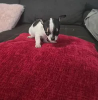 Tiny , a male Chihuahua for sale in Bradenton, FL – Photo 8 of 10